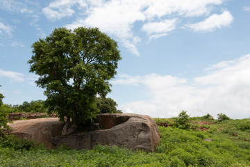 tree on the hill
