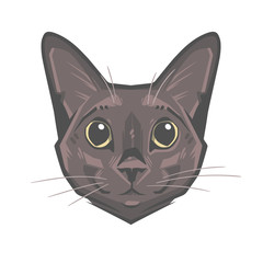 Abstract portrait of a funny cat