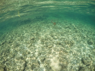 Fototapeta na wymiar Underwater image in Formentera Balearics Spain