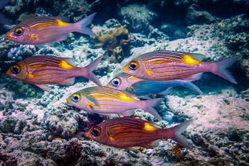 Small fish at the bottom of the sea