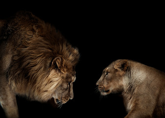 lion and lioness portrait isolated on black background - 258296193