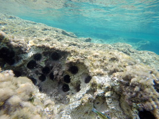 Underwater image in Formentera Balearics Spain