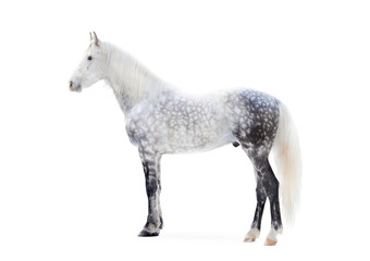 Fototapeta na wymiar grey dappled orlov trotter horse full stand portrait
