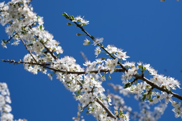 Spring