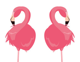 elegant flamingo birds couple