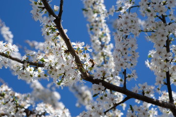 Spring