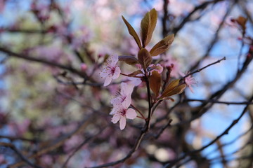 Spring