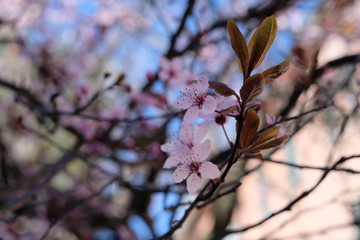 Spring