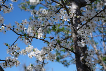 Spring