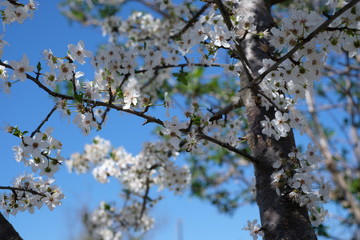 Spring
