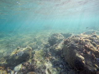 Underwater image in Cabo de Gata nature reserve in Almeria Andalusia Spain