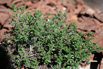 aromatic plant