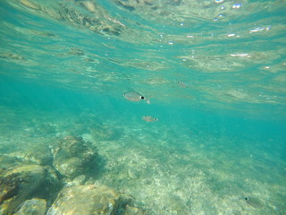 Fototapeta na wymiar Underwater image in Cabo de Gata nature reserve in Almeria Andalusia Spain