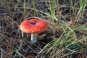 fly agaric mushroom in the forest