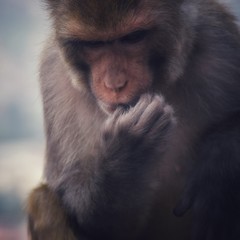 Thinking monkey dark thoughts