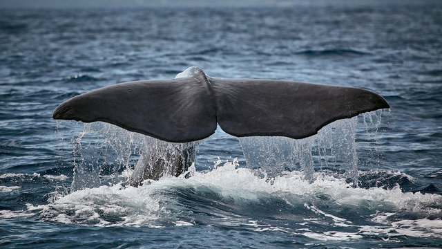 Pottwal vor den Azoren.