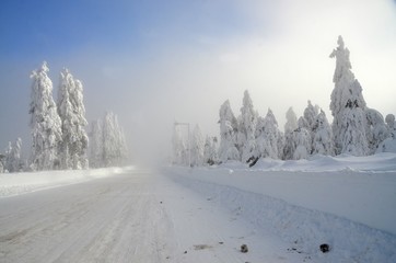 Snow covered way in winter landscape Winter