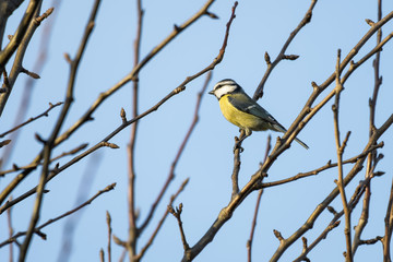 Naklejka premium Blue tit sitting in a tree while singing