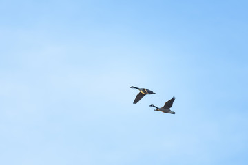 Canada goose flying in front of a blue sky