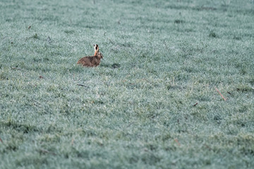 European hare in a field