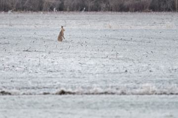 Obraz na płótnie Canvas European hare in a field