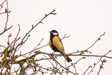 Great tit sitting in a tree while singing