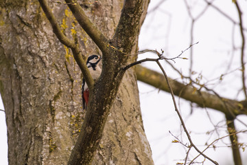 Great woodpecker looking for food in a tree