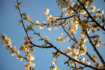 Apple blossom