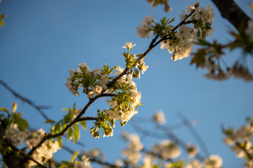 Apple blossom