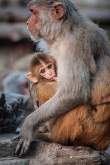 Monkey mother breast-feeding her baby near the temple in Kathmandu, Nepal. Monkeys in Kathmandu. Nepal. A small cute monkey being fed in Monkey Temple, Kathmandu, Nepal