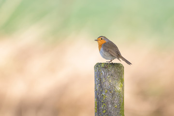 European red robin sitting on a fence post 