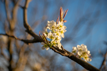 Apple blossom