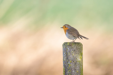 European red robin sitting on a fence post 