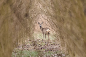 Roe deer in a field