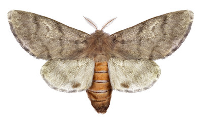 Pine processionary moth, Thaumetopoea wilkinsoni (Lepidoptera: Thaumetopoeidae). Isolated on a...