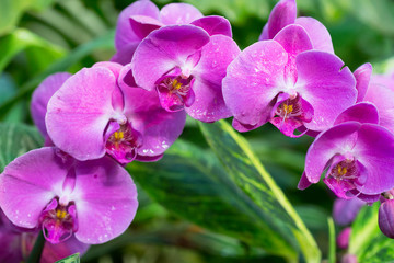 Pink orchid phalaenopsis against tropical greens
