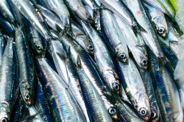 sale of anchovy in the port