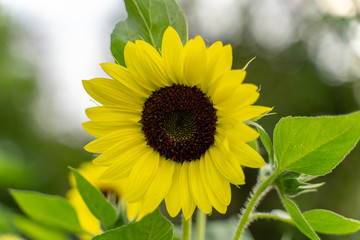 Fototapeta premium Sunflower with blurred background