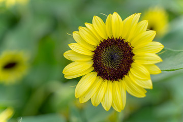 Fototapeta premium Sunflower with blurred background