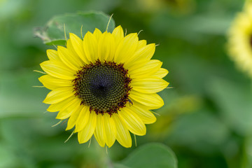 Sunflower with blurred background