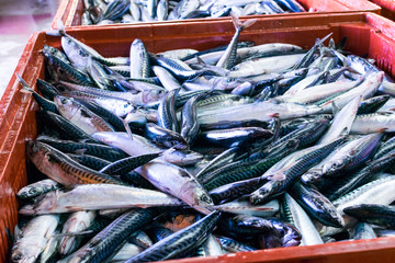 venta de caballa en el puerto