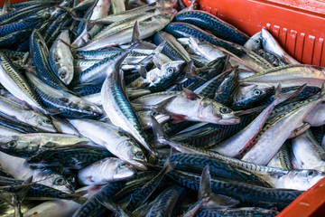 venta de caballa en el puerto