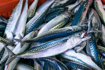 Fototapeta premium venta de caballa en el puerto