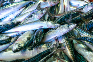 venta de caballa en el puerto