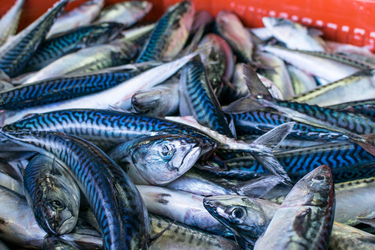 venta de caballa en el puerto