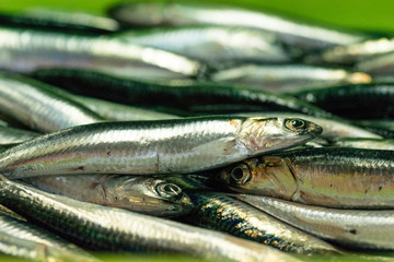 sale of anchovy in the port