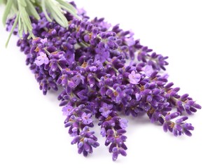 Bouquet of lavender.