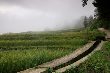 Amazing fields of rice Style of Agriculture in northern China 