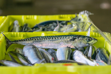 venta de caballa en el puerto