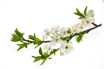branch with flowers isolated on white background